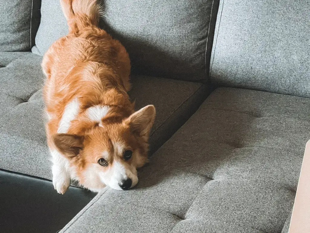 Grey Sofa with dog