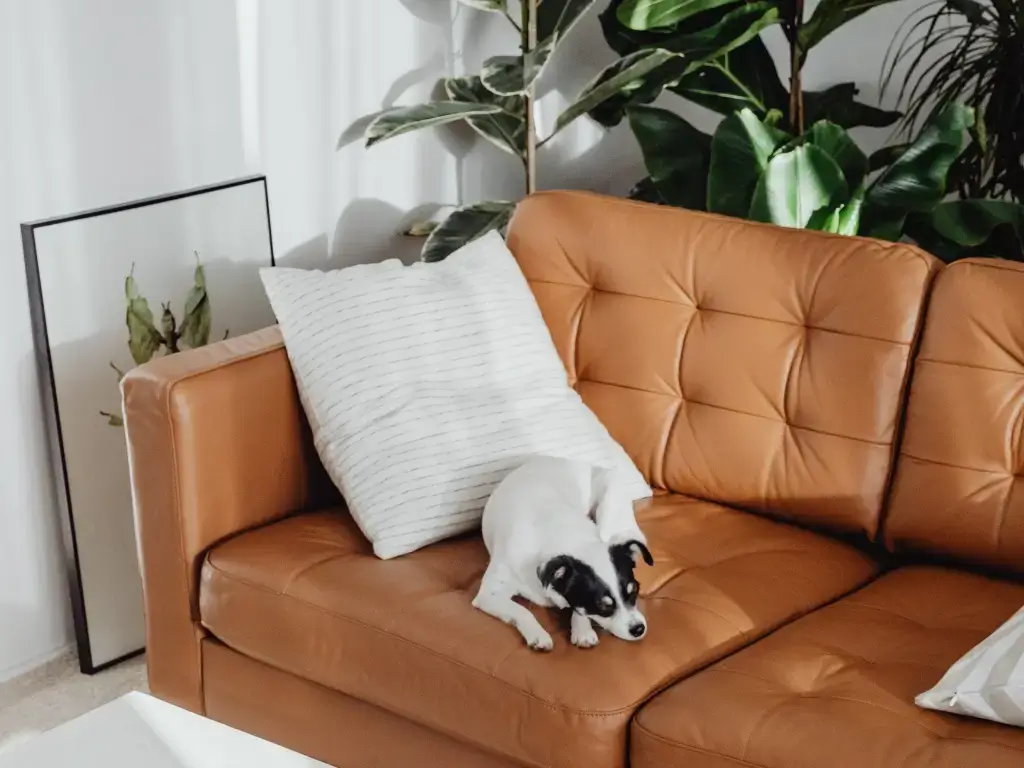 brown leather sofa
